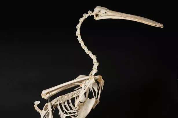 A pelican skeleton being auctioned by Tennants