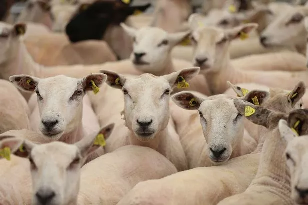 Revealed: Sheep 'had throats cut by thieves' at local farm