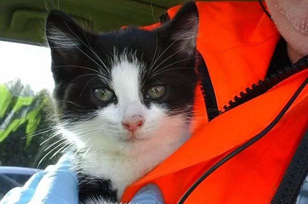 Kitten thrown onto M62 from a moving car