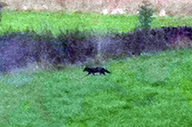 Black fox in fields at Kirkburton